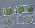 /album/microscopia/spyrogira-nm-jpg/